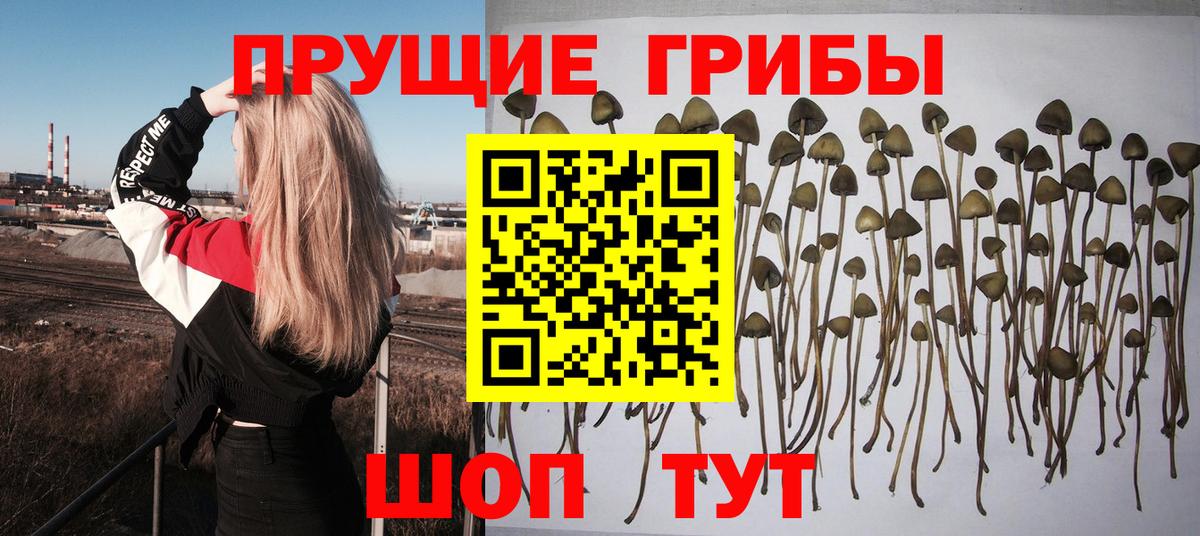 Галлюциногенные грибы прущие грибы Калининград